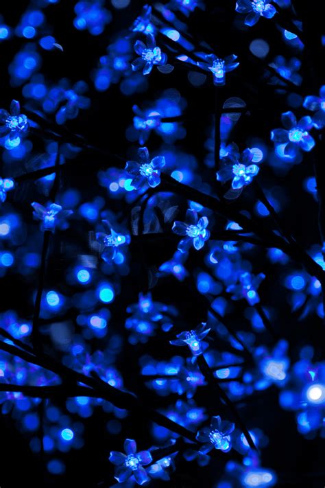 Blue Christmas Lights Free Stock Photo - Public Domain Pictures