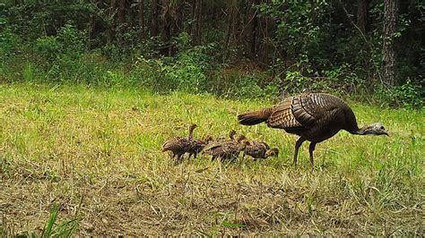 Timing of Turkey Nesting May Not Shift With Changing Climate | Forestry ...