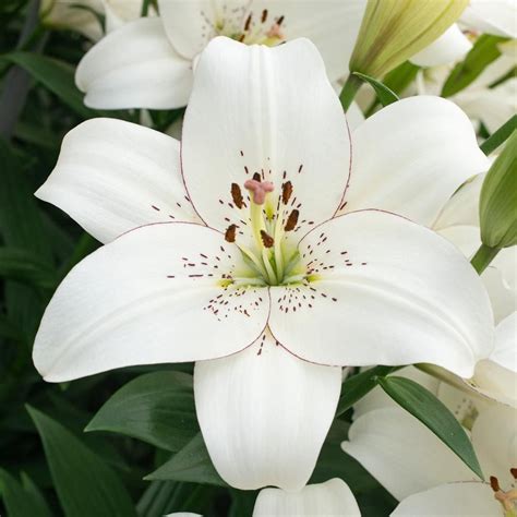 White Lilies Flowers | ubicaciondepersonas.cdmx.gob.mx