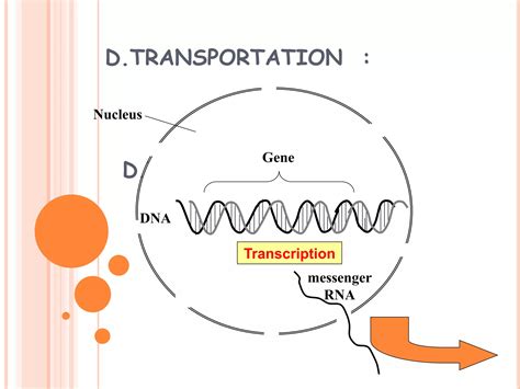 Gene expression | PPT