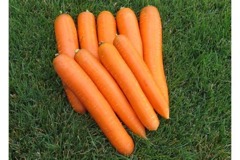 12 Great Carrot Varieties for Growers - Growing Produce