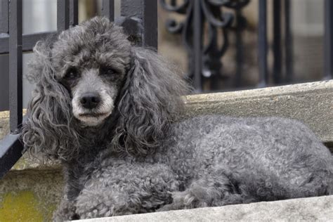 Blue Poodle: What's So Special About These Pooches?