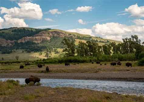 Yellowstone National Park Wildlife: A Year-Round Guide