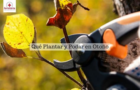 Labores de plantación y trasplante de árboles en otoño