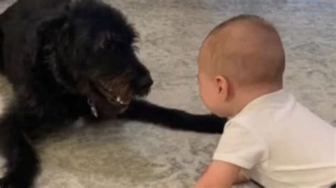 Facebook: La risa contagiosa de un bebé jugando con su perro se vuelve ...