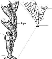 Graptolite morphology - Fossil Classification - Fossil Hunters