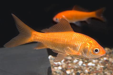 COMET GOLDFISH medium - Bluegrassaquatics.com