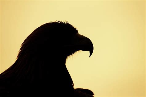 Golden eagle silhouette Photograph by Kevin Sawford - Pixels