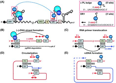 HBV genome replication. (A) The binding of ε to P initiates P-pgRNA ...