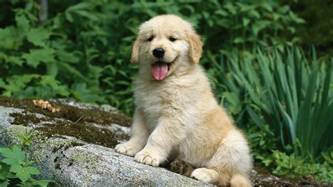 🔥 [40+] Golden Retriever Puppies Wallpapers Desktop | WallpaperSafari