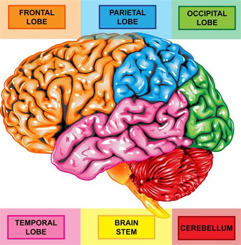 What Are the Common Results of Prefrontal Cortex Damage?