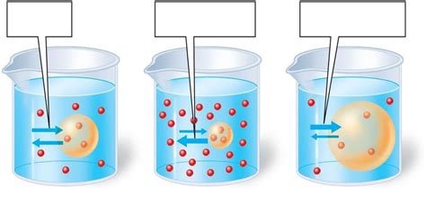 Hypertonic, Hypotonic, & Isotonic Diagram | Quizlet