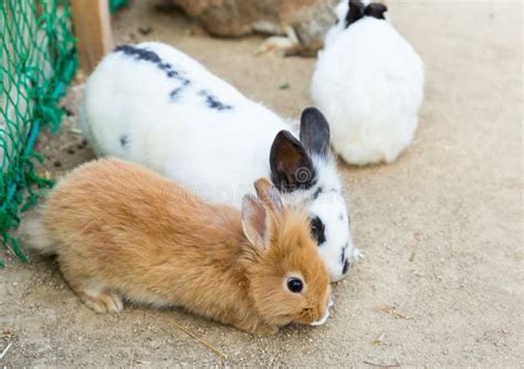 Rabbit stock photo. Image of farm, meadow, countryside - 36488146