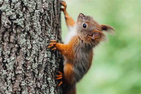 Squirrels Climbing Trees: How Do Squirrels Climb?