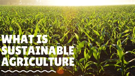 What is Sustainable Agriculture? And How We Practice It? - YouTube