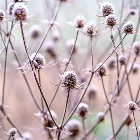 Winter Flowers Week At The Garden Museum