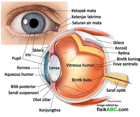 20 Macam Bagian Mata dan Fungsinya Lengkap dengan Gambar Ilustrasi ...