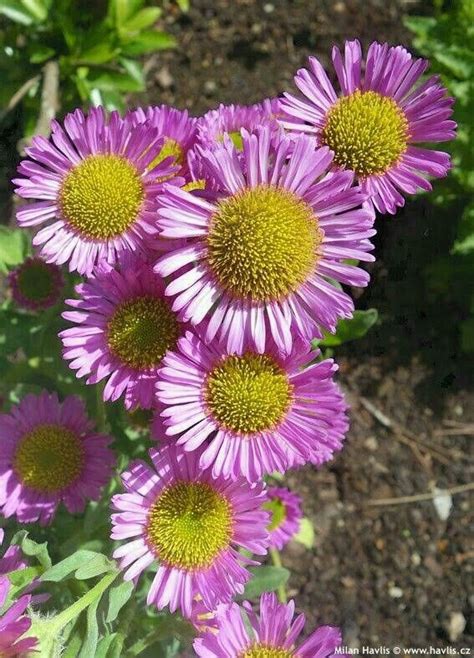 Sea Breeze, Plants, Wonderful Flowers, Pictures, Flowers, Plant, Planets