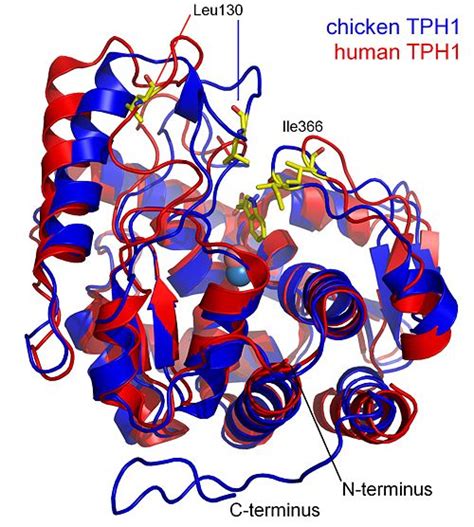 Tryptophan hydroxylase 1 with bound tryptophan - Proteopedia, life in 3D