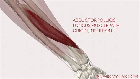 Abductor Pollicis Longus Origin And Insertion