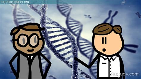 Phosphodiester Bond in DNA & RNA | Linkage, Formation & Function ...