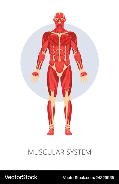 Muscular System Isolated Human Body Anatomy Vector Image | The Best ...