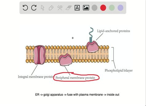 If a peripheral membrane protein were synthesized in the lumen (inside ...