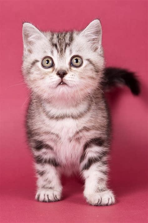 Fluffy Tabby Kitty British Cat Stock Photo - Image of sweet, pedigree ...