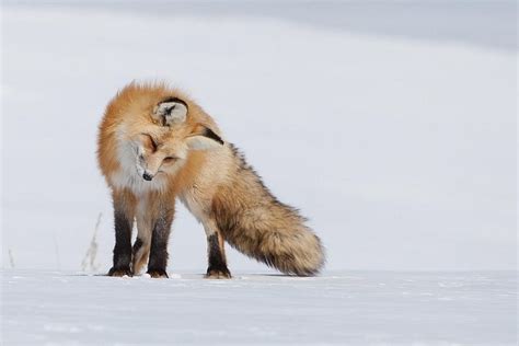 2024 Half Day Grand Teton Wildlife Safari Tour