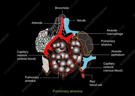 Lung alveolus, artwork - Stock Image - C008/8683 - Science Photo Library