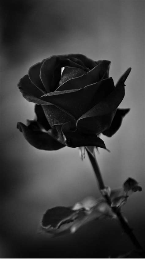 Black rose, flower, rose, HD phone wallpaper | Peakpx