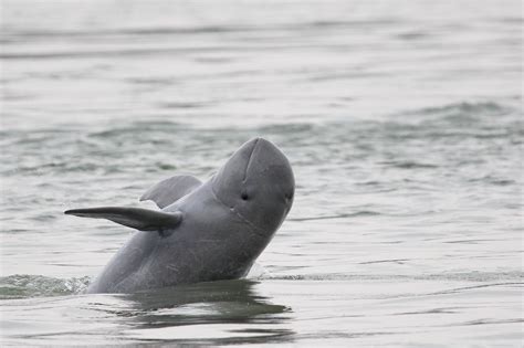 Irrawaddy Dolphin | Species | WWF