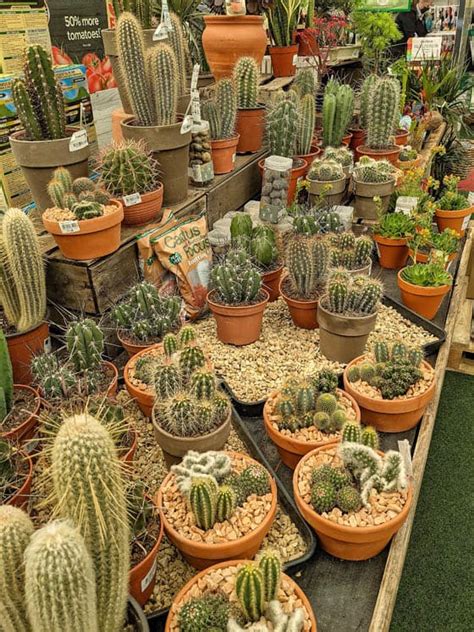 Types Of Cactus House Plants