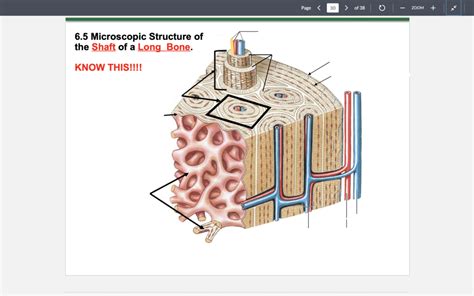 Microscopic structure of shaft of long bone (Exam 2) Diagram | Quizlet