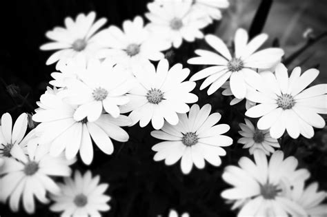 Black & White Floral Wallpapers | Floral Patterns | FreeCreatives