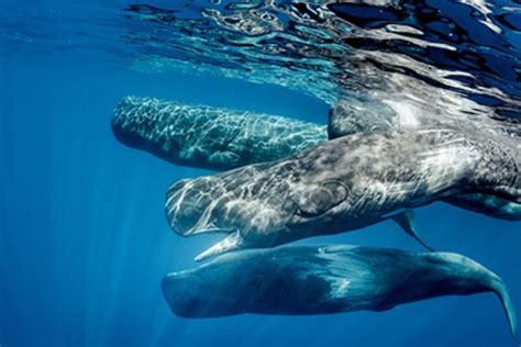 What Do Whales Eat? (Interesting Diet & Food Chain)