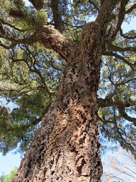 Cork Oak | Medium Tree Seedling – SequoiaTrees.com