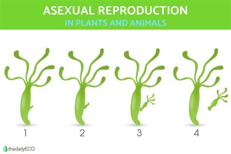 Asexual Reproduction In Animals And Examples Definition,, 54% OFF