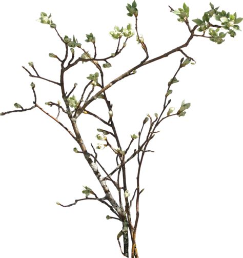 Flower Branch Png - Clip Art Library