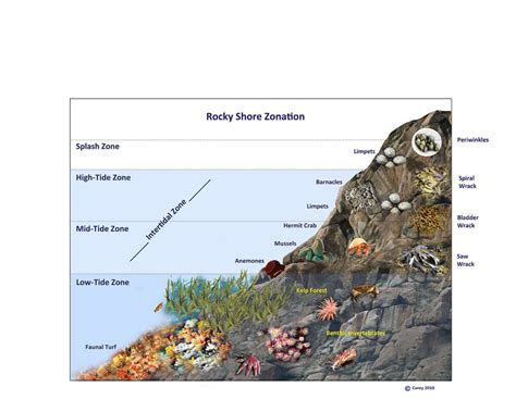 Rocky shores and the intertidal zone Diagram | Quizlet