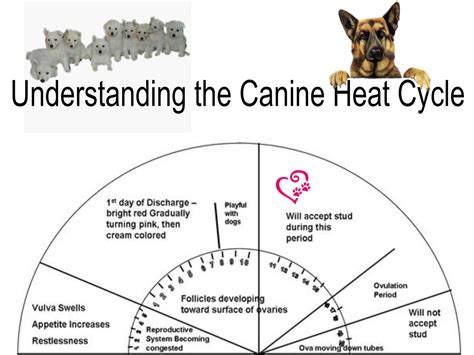 Understanding the Canine Heat Cycle - arwenoftheunegawaya