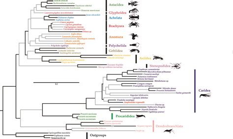 Arthropod evolution | Oxford University Museum of Natural History