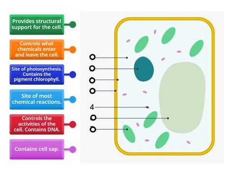 Plant Cell Functions - Labelled diagram