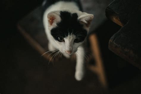 Selective Focus Photography Of Cat · Free Stock Photo