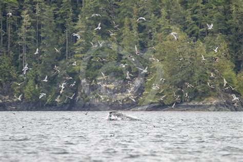 Humpback whale feeding on a school of fish joined by gulls in the ...