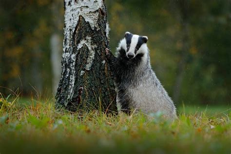 Eurasian badgers: distinguished-looking predators that keep the forest ...