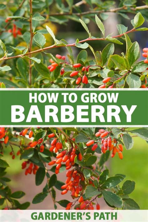 How to Grow and Care for Barberry Bushes | Gardener’s Path