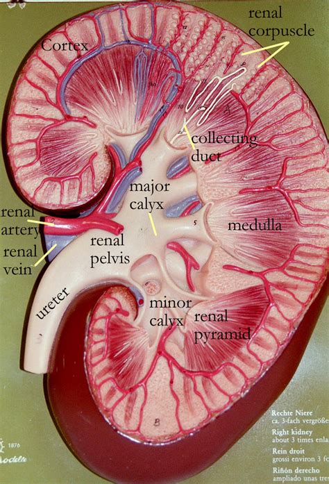 Pin by LouAnn Oberto on Kidneys | Medical anatomy, Human anatomy and ...