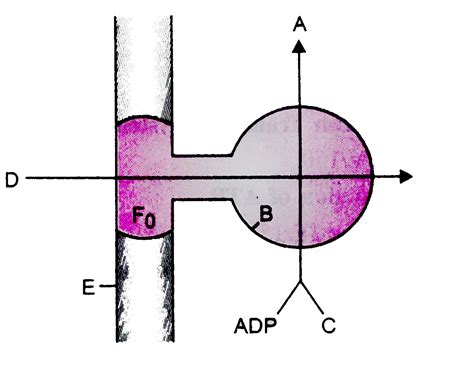 Atp Synthesis Diagram