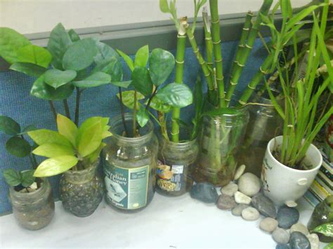 Garden Chronicles: Indoor Plants - Office Cubicle